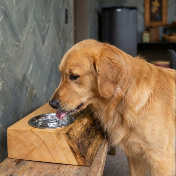 Cachorro utilizando comedouro ArboREAL em madeira maciça, peça robusta com veios naturais e cubas em aço inox